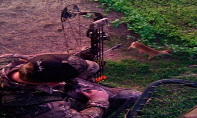 What brand tree stand should I buy ?